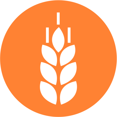 Gluten Gluten